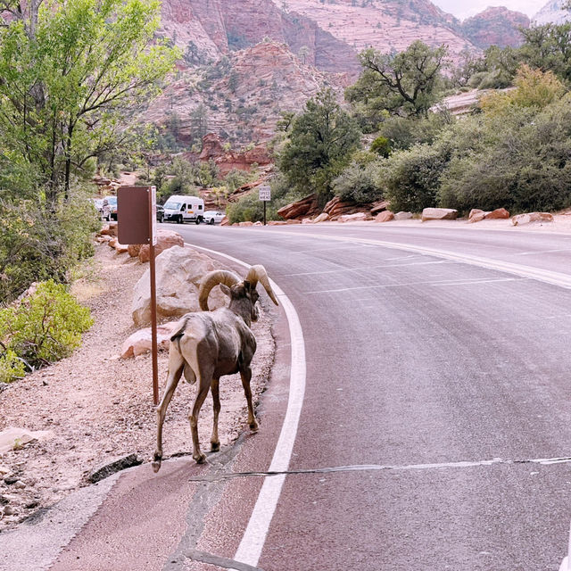 🚐 Zion National Park Transportation Tips: How to Get Around Like a Pro 🚌🌄