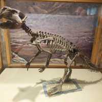 Dinosaurs, nice exhibitions in Natural History Museum of China 