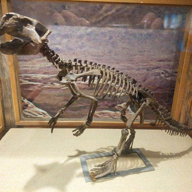 Dinosaurs, nice exhibitions in Natural History Museum of China 