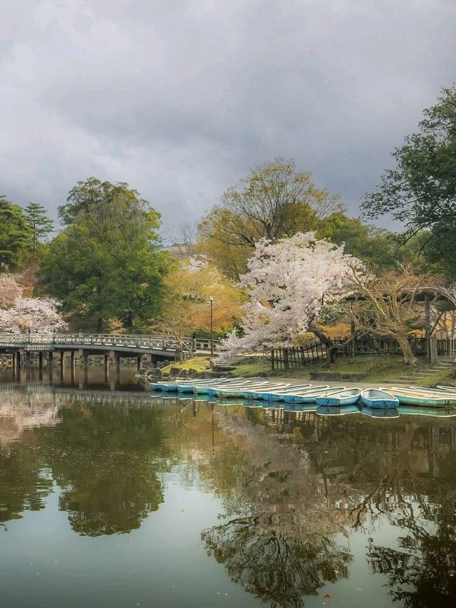 🌸 Nara Park: Where Nature, History & Sacred Deer Meet 🇯🇵✨