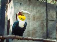 A Wild Day Out: Visiting Chiang Mai Zoo in Northern Thailand