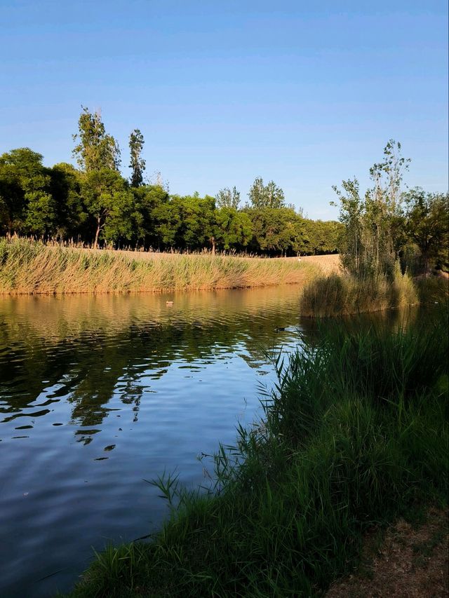 Turtles, Birds & Sunshine at Cabecera Park 🐢🦆🌿