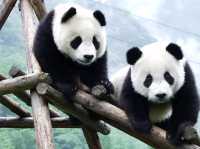 Explore the Panda capital of the world 🐼❤️