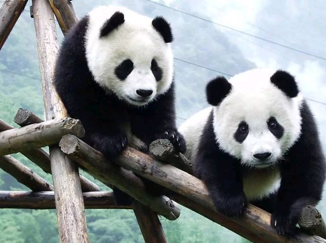 Explore the Panda capital of the world 🐼❤️ Explore the Panda capital of the world 🐼❤️