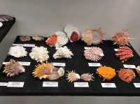 Tadas Ivanauskas Zoological Museum