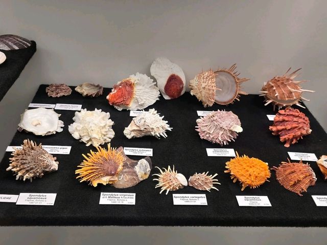 Tadas Ivanauskas Zoological Museum