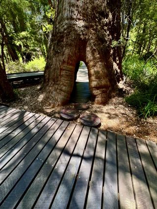 Ancient Empire Walk, Valley of the Giants 
