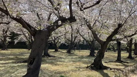 The Stray 在較溫暖的月份特別熱鬧 — traveler post in 哈羅蓋特