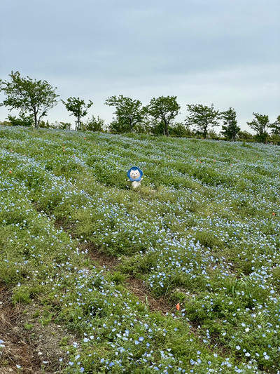 🌸 Maishima Seaside Park Nemophila Festival Guide: Osaka's Sea of