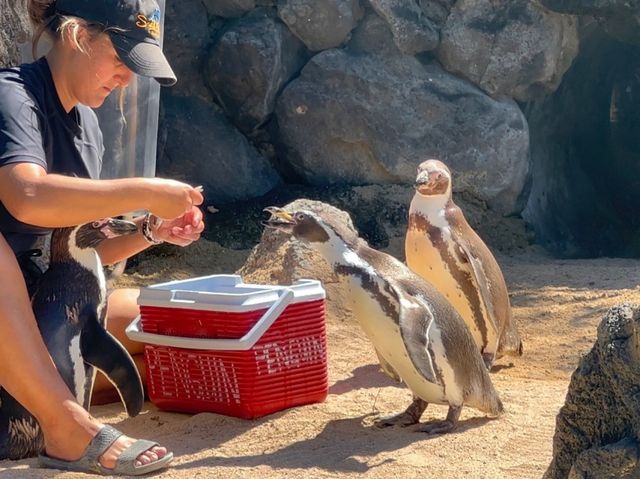 Hawaii's must-visit park attraction - Sea Life Park.