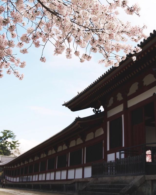 Chase the cherry blossom feast, essential guide for cherry blossom viewing around the Great Buddha of Kamakura.