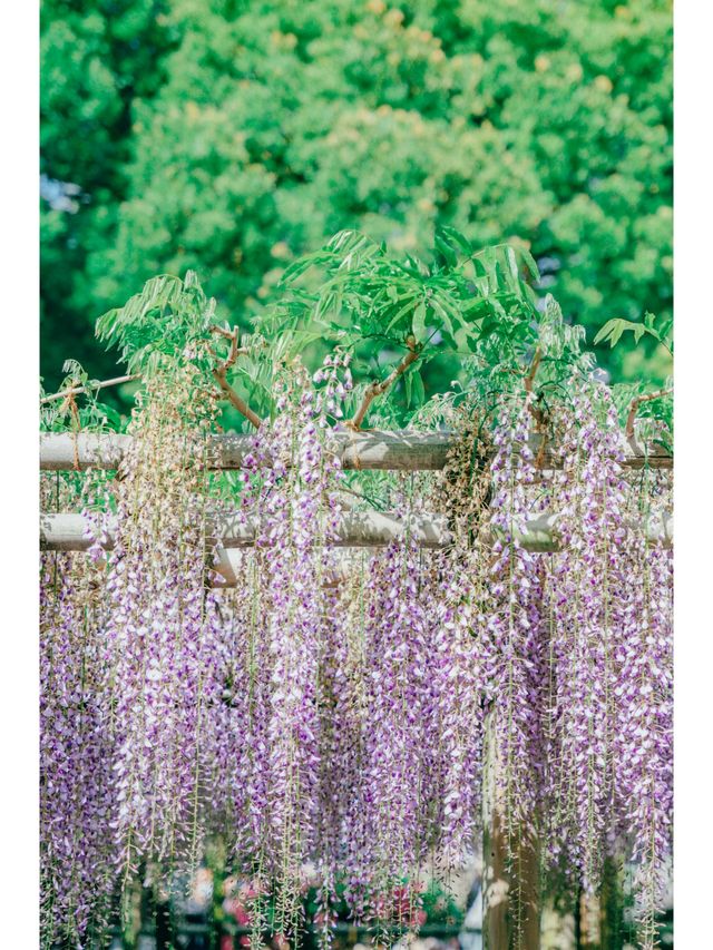 Not just matcha! Experience the blooming early summer in Uji.