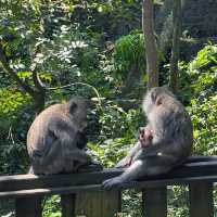 Bali's Cheeky Residents @Monkey Forest
