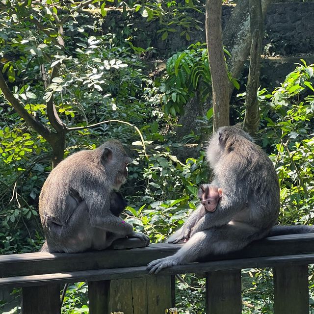 Bali's Cheeky Residents @Monkey Forest