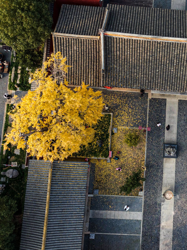 常熟文廟|紅牆與銀杏的碰撞，這樣的冬色再不衝就過期啦