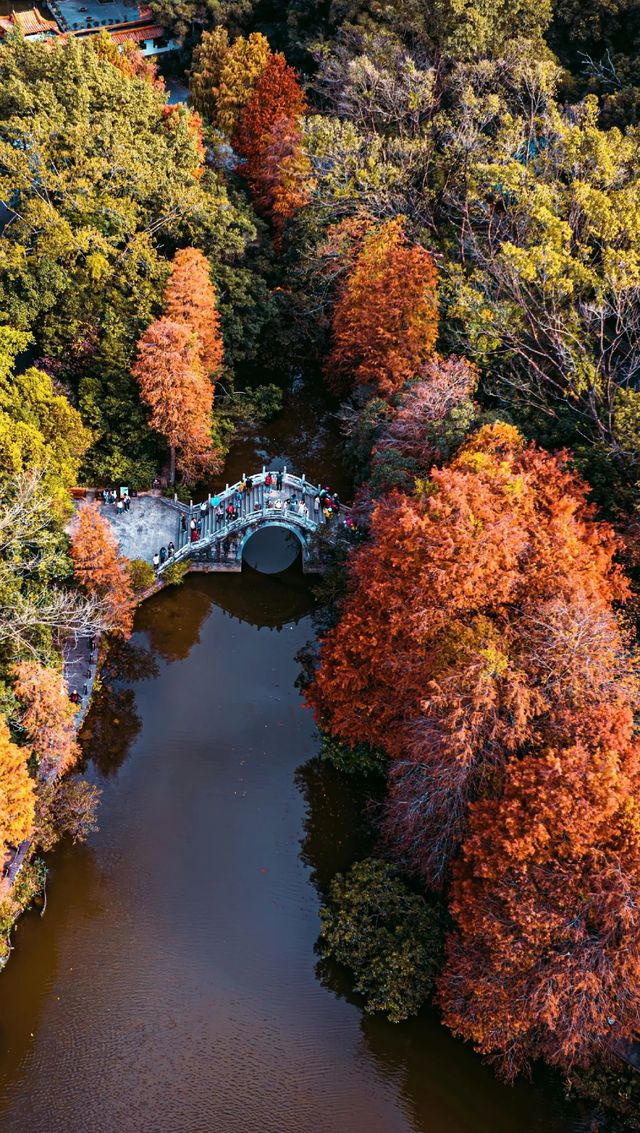 仙湖植物園的落羽杉，又紅了