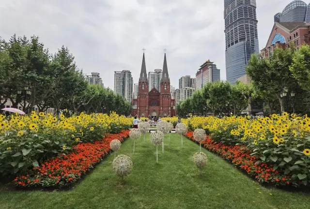 Breaking news from the front | Sunflower sea at Xujiahui Church