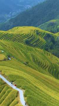 地點：桂林龍脊梯田風景區  時節：一年一季的豐收時節  景觀：黃色的衣裳，即將