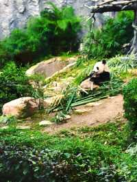 石排灣郊野公園｜在澳門竟然看到了熊貓