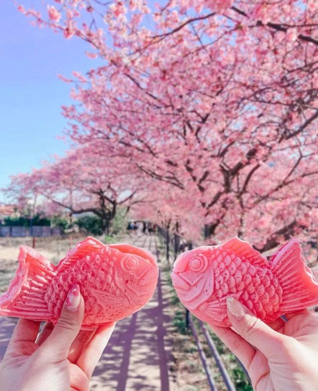 日本早櫻已盛開，愛櫻花的你還不來嗎？