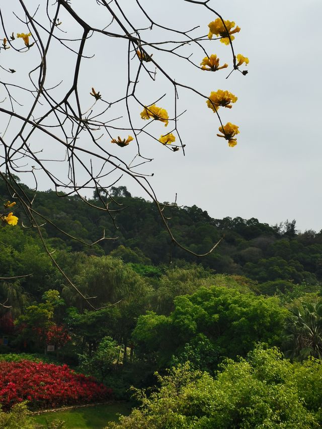 大屏山賞花季