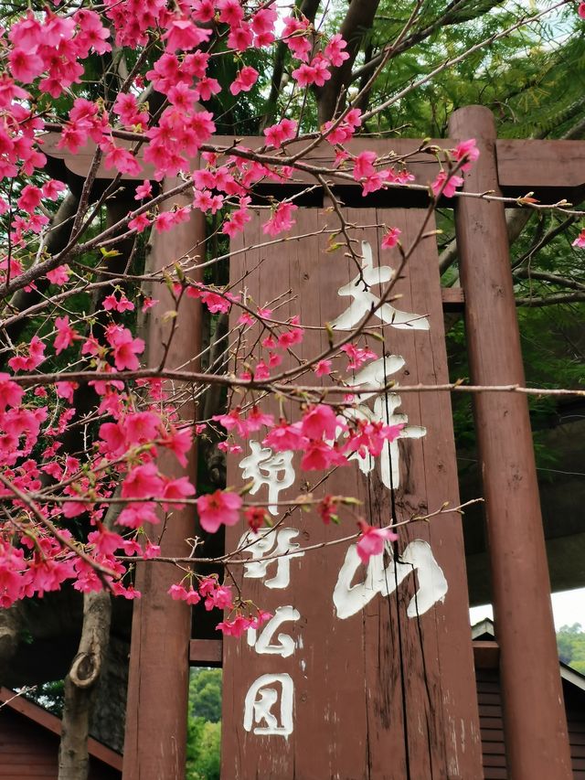 大屏山賞花季