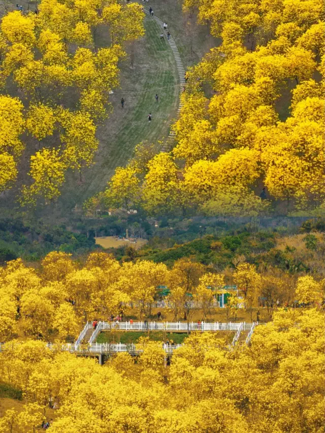 이 봄에 | 청수산의 노란 황화풍령목을 한 번 보러 가보세요