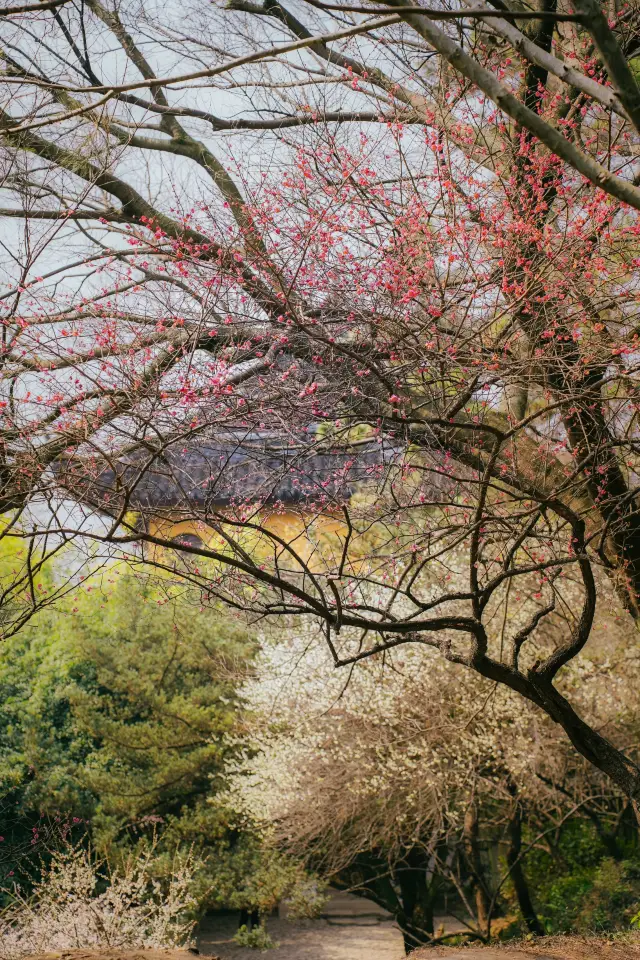 I would be saddened if anyone missed the plum blossoms at the Beisi Pagoda