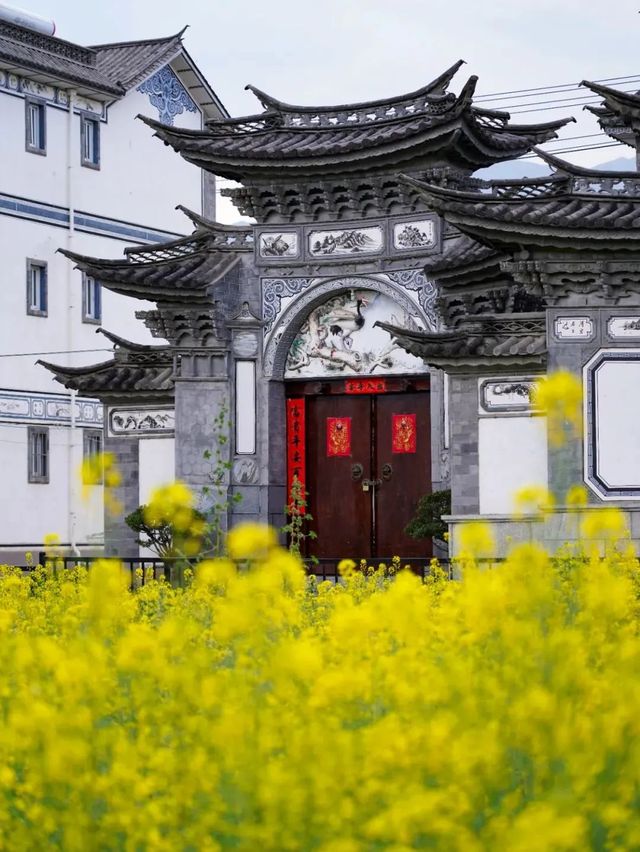 洱海春光映碧天，菜花如海涌金田