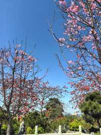 漢風古韻櫻花節：寶墨園/南粤苑的雙園聯遊