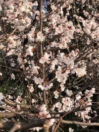 長沙望月湖公園的櫻花近況!