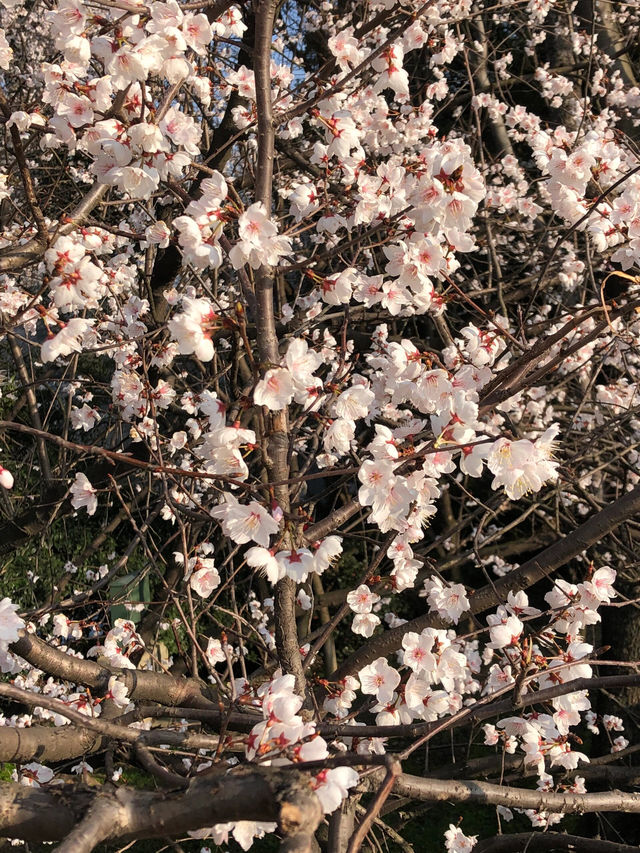 長沙望月湖公園的櫻花近況!