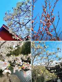 蘇州穹窿山｜春日登山賞花兩不誤