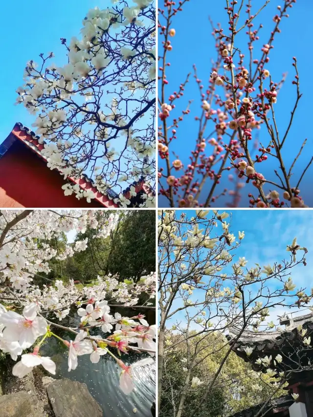 蘇州穹窿山｜春日登山賞花兩不誤