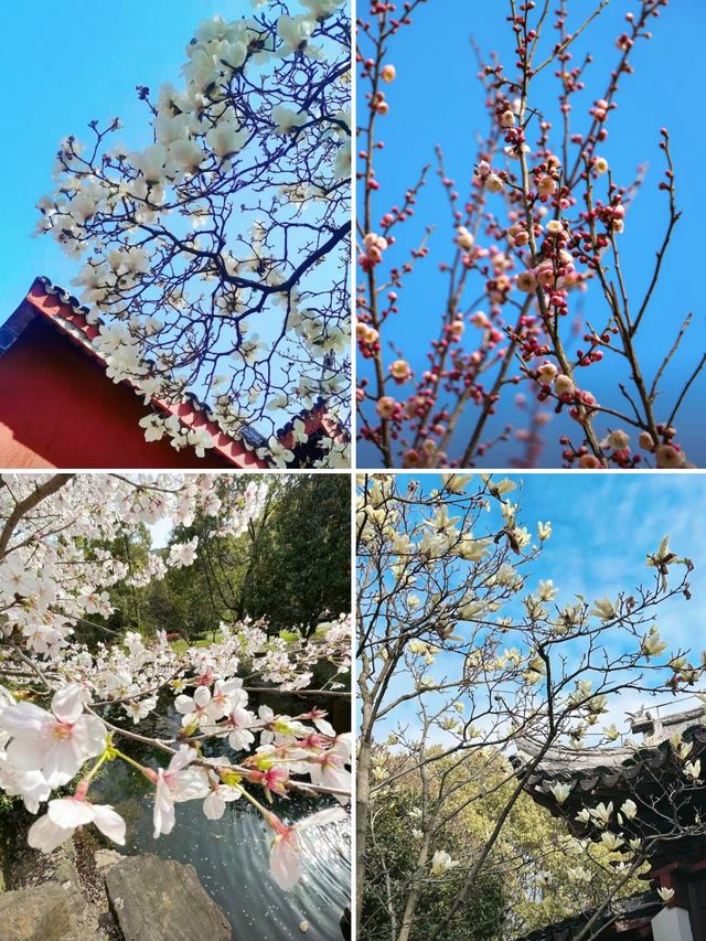 蘇州穹窿山｜春日登山賞花兩不誤