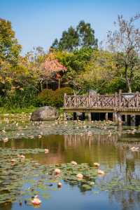 春分，莆田版莫奈花園已經上線