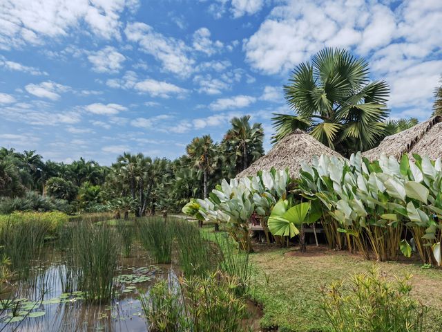 阿佤山探秘27：中科院植物園