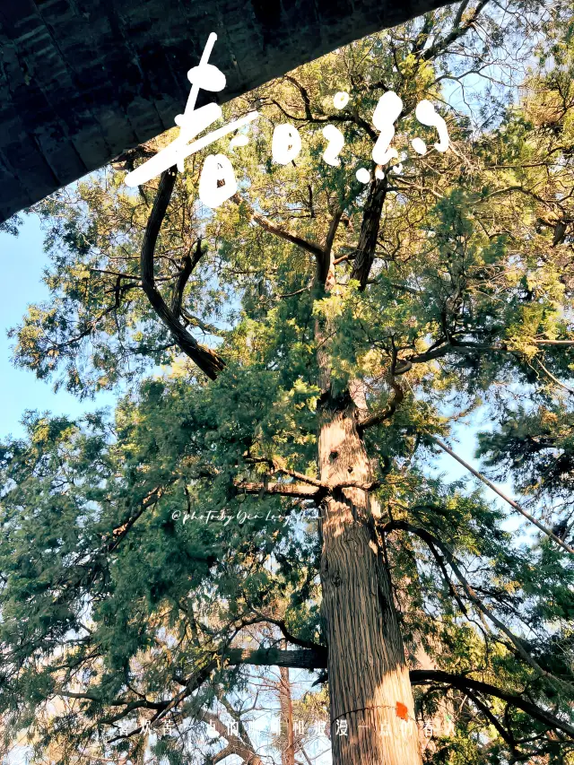 北海公園，妳玩得可真花啊！｜北京賞花季