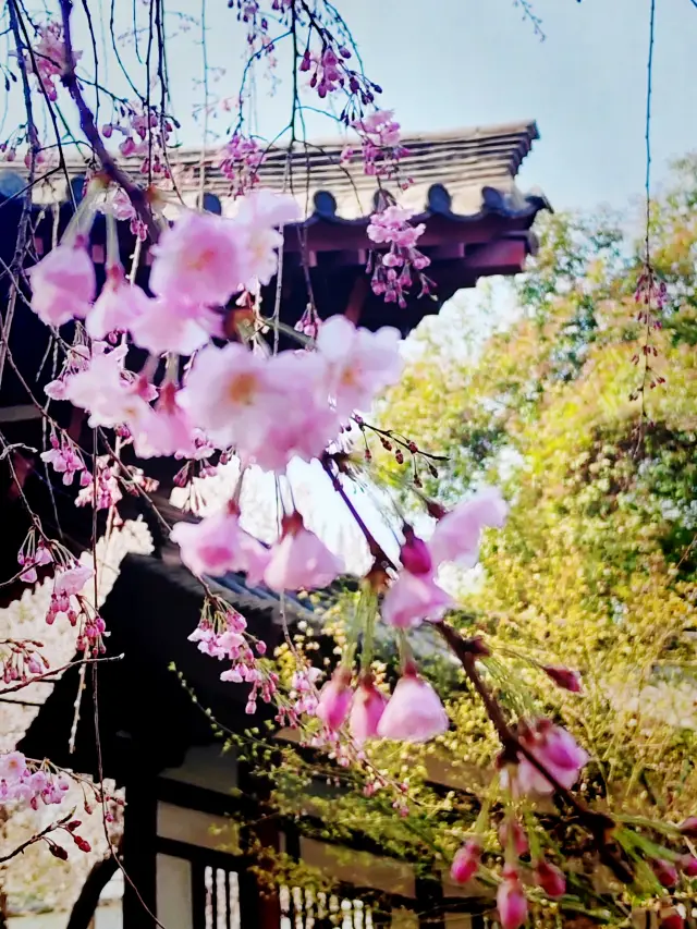 The Best Cherry Blossom Viewing Spot in Xi'an | Qinglong Temple