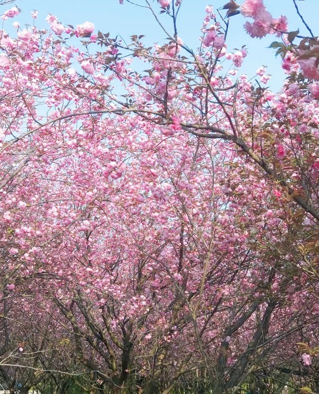 右二村晚櫻園