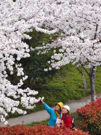 上海櫻花打卡地—浦東高東鎮櫻花園