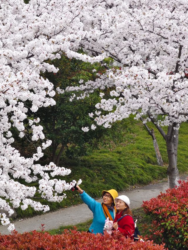 上海櫻花打卡地—浦東高東鎮櫻花園