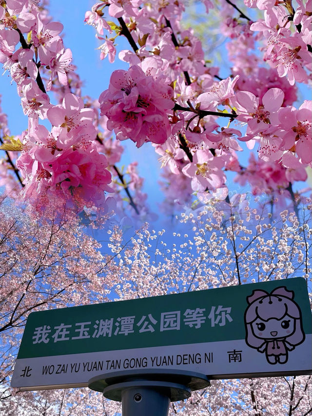 感受櫻花魔力！探秘玉淵潭公園：最佳遊覽路線、拍照技巧一網打盡