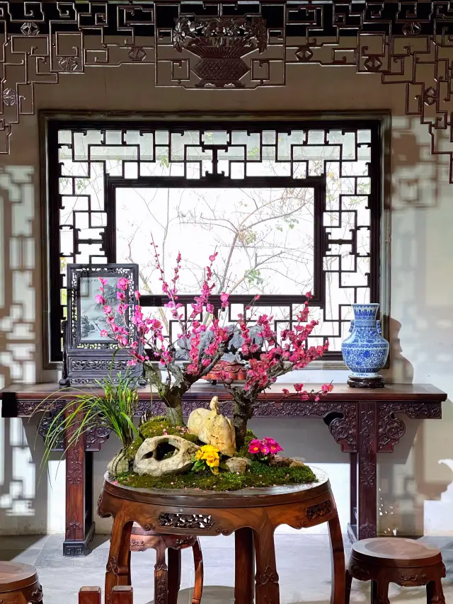 Suzhou Plum Blossom Viewing Map, Plum Blossoms in Keyuan Garden are in Full Bloom!