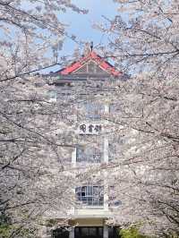 南京林業大學圖書館前的櫻花大道