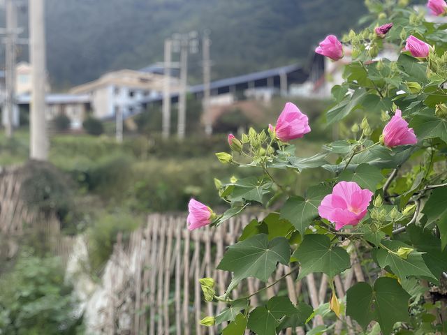 福建客家桃源-武平尧禄村-最美鄉村系列