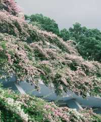 深圳「小花園」可以讓你出大片哦