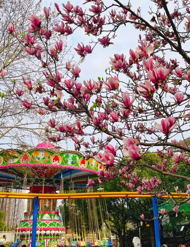 Changfeng Park is a riot of spring flowers, with purples and reds dyeing the sky