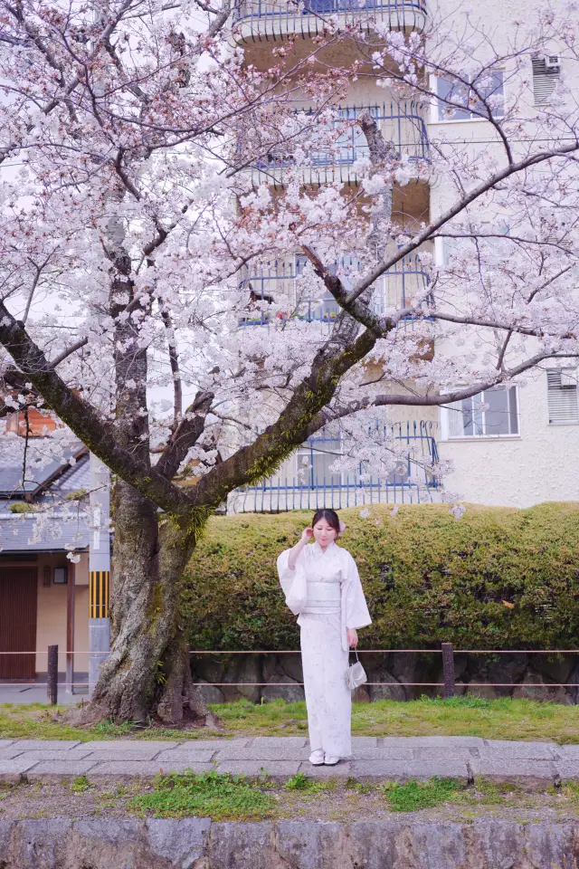 京都の花見｜人混みを避けて雰囲気のある着物写真を撮ろう