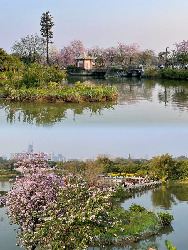 廣州海珠區濕地公園花海